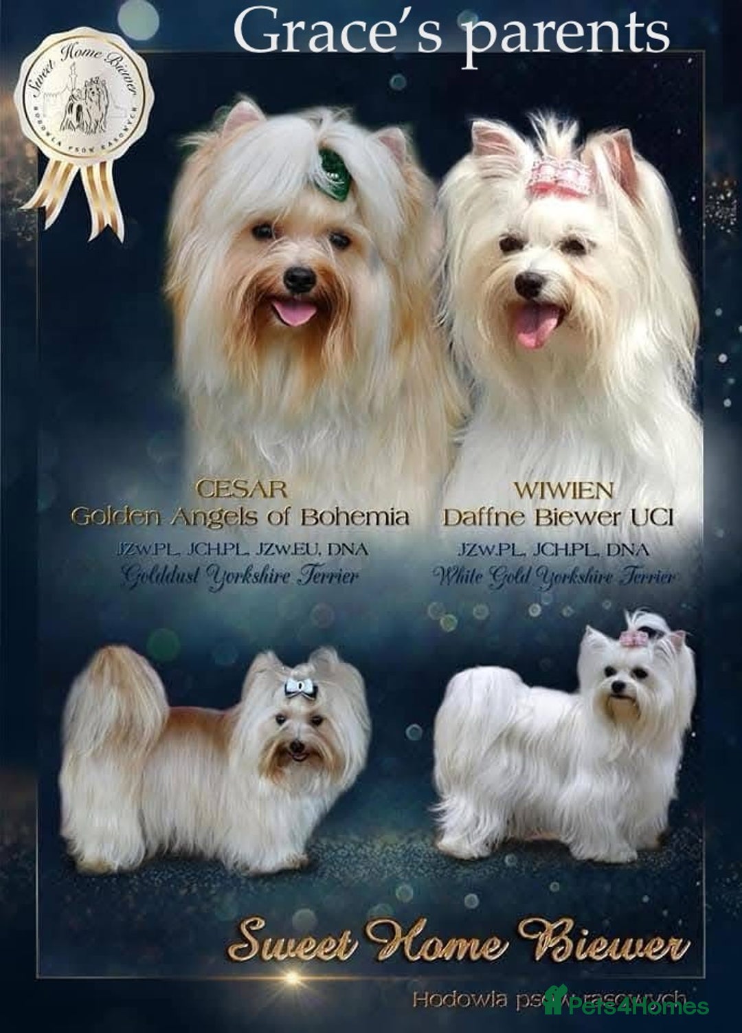 Yorkshire Terrier dogs for sale: ❤️ Champion heritage KC reg.PEDIGREE puppies! 🐶❤️ - Image 39