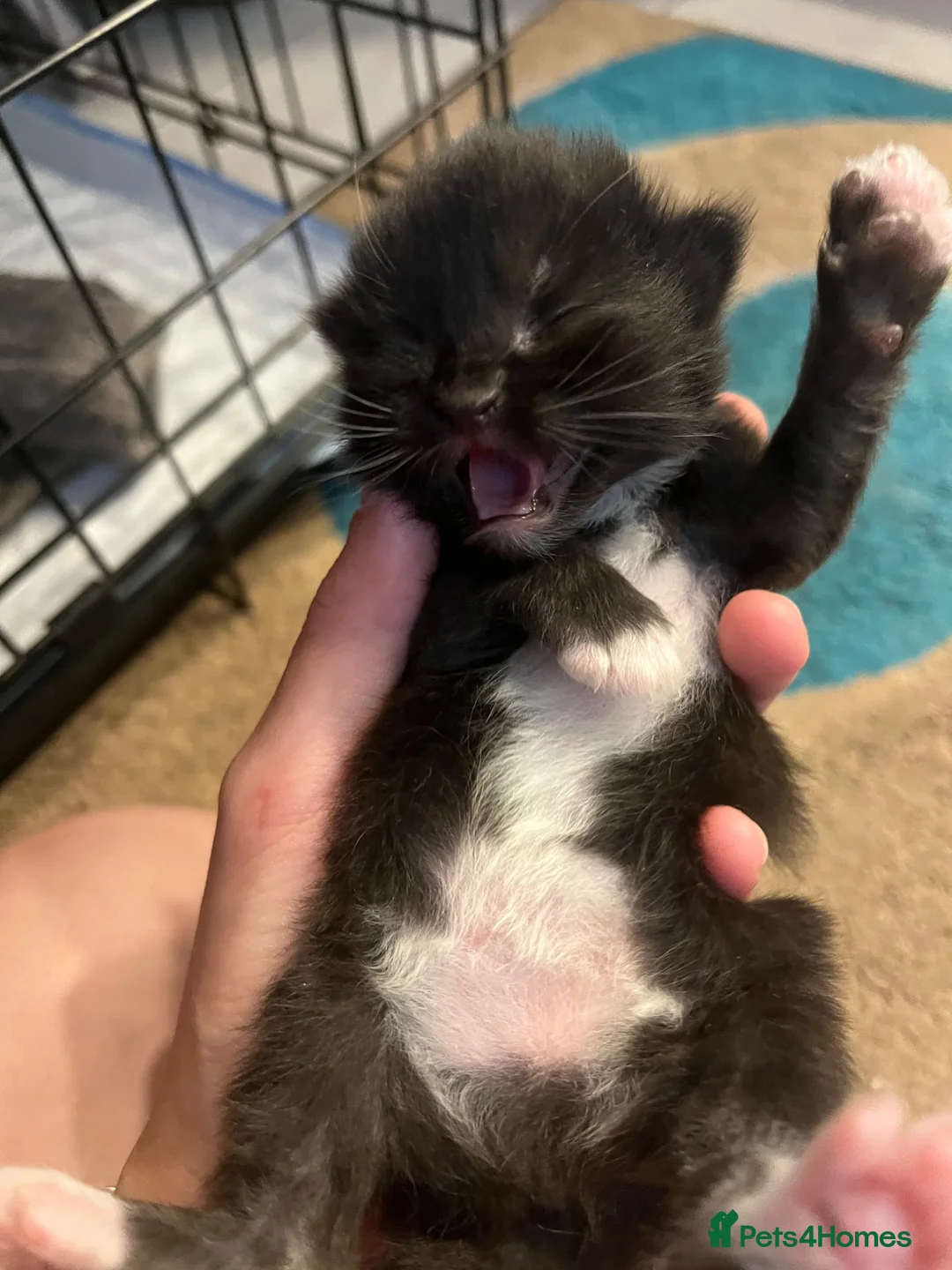 British Longhair cats for sale: Domestic long hair kittens  - Advert 2