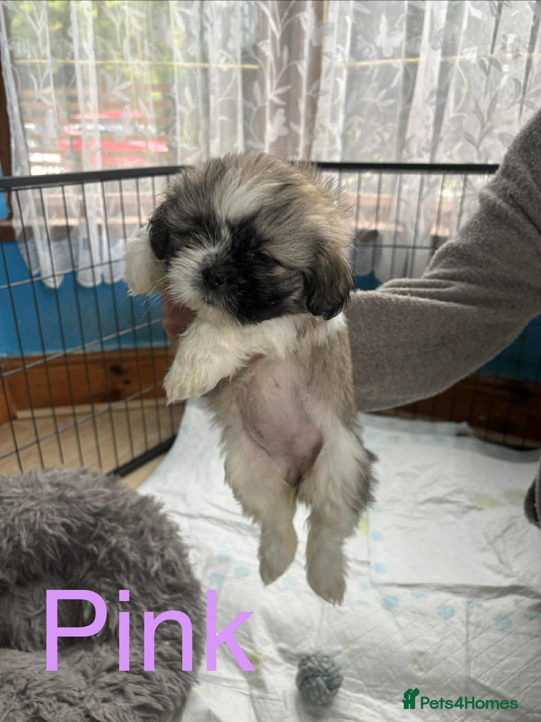 Shih Tzu dogs for sale: 8 WEEKS OLD Shih Tzu puppies - Image 3