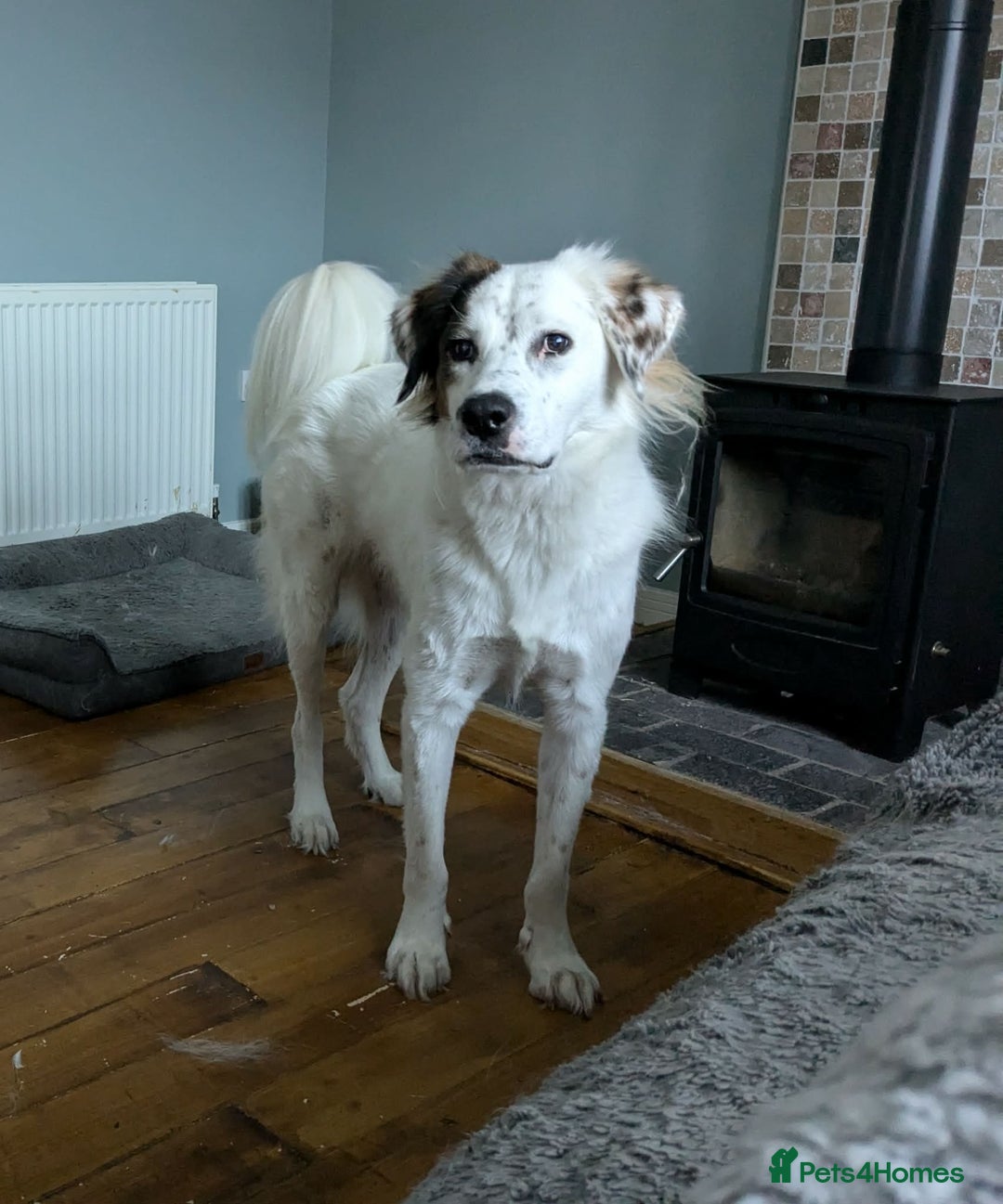 Mixed Breed dogs for adoption: Ned needs someone to believe in him 💙 - Advert 4