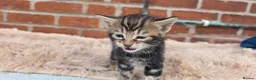 Bengal cats for sale: Beautiful Purebred Bengal Kittens - Advert 14