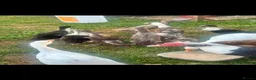 Ducks poultry for sale: Indian runner ducks ducklings females drakes  - Advert 3