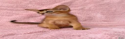 Abyssinian cats for sale: Gorgeous Abyssinian ruddy girls🤎❤️ - Advert 17