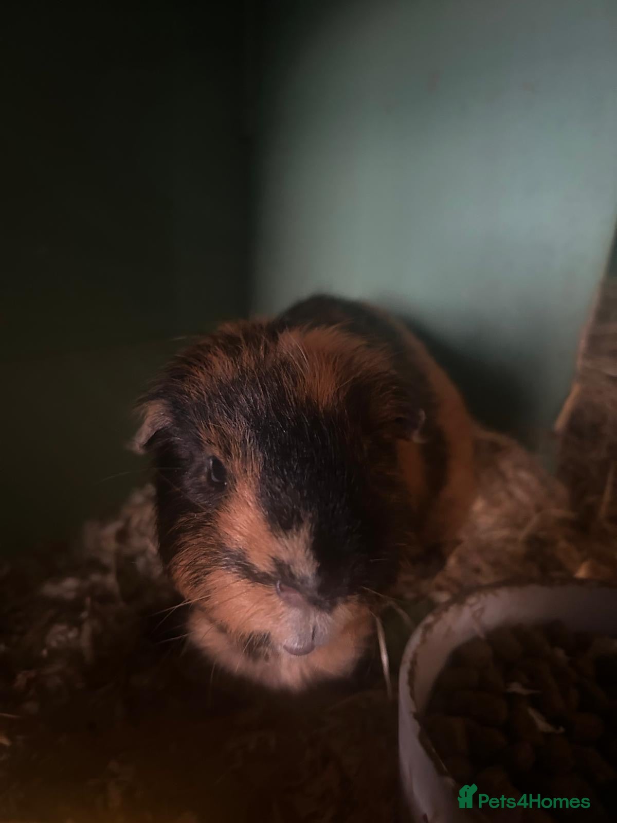Guinea Pig rodents 1 male guinea pig 3.5 years old - Advert 1