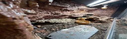 Bearded Dragon reptiles for sale: Bearded dragon and full set up for sale! in Mirfield - Advert 2