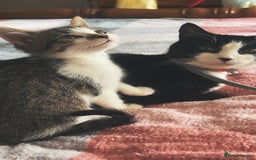 Domestic Shorthair cats for sale: beautiful tabby and white girl - Image 3