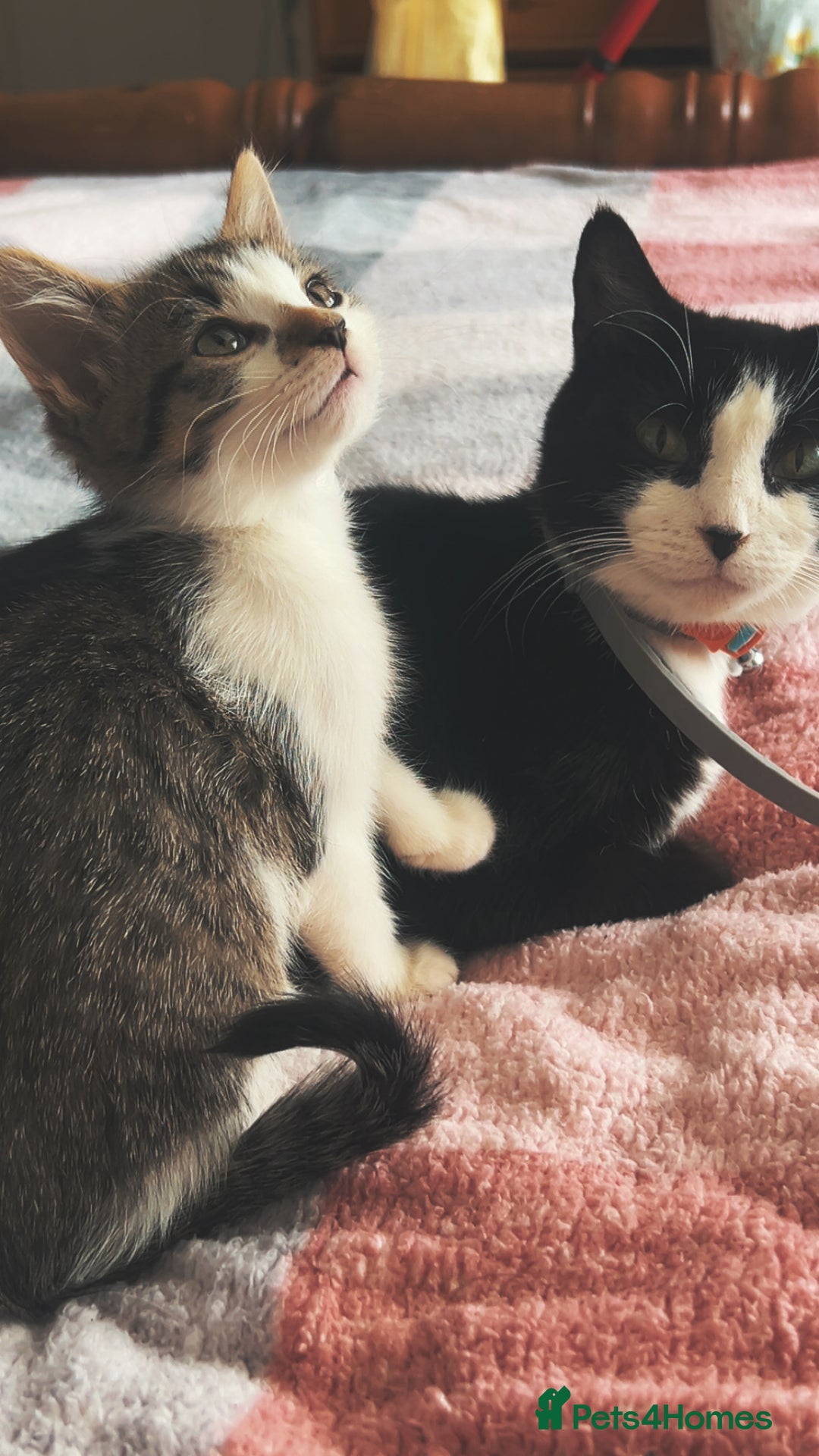 Domestic Shorthair cats for sale: beautiful tabby and white girl - Image 3