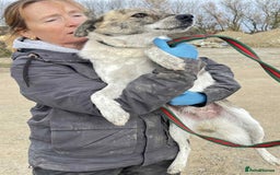 Mixed Breed dogs for adoption: Misty - Norwich Norfolk  - Advert 5