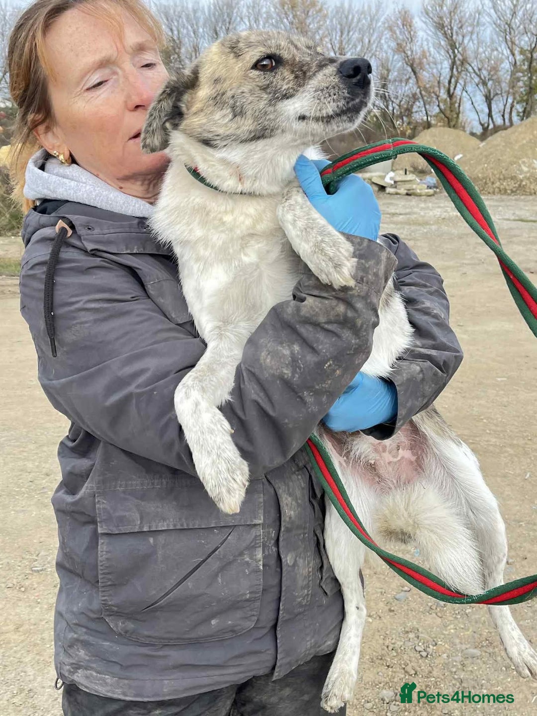 Mixed Breed dogs for adoption: Misty - Norwich Norfolk  - Advert 5