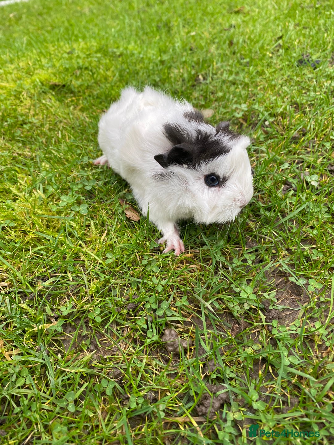 Guinea Pig rodents for sale: Last 1! Peruvian cross baby guinapigs long haired - Advert 2