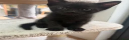 British Shorthair cats for sale: Kitten in Exeter - Advert 3