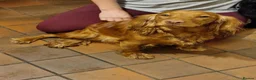 Cocker Spaniel dogs for sale: Chunky cocker spaniel puppies - Advert 3