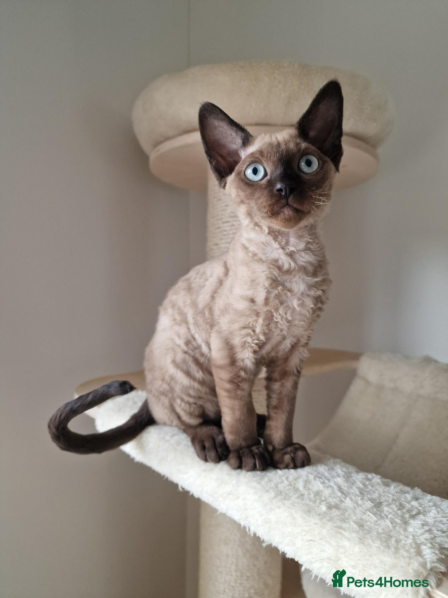 Devon Rex cats Last boy outstanding - Devon Rex Kittens 💕 - Advert 2