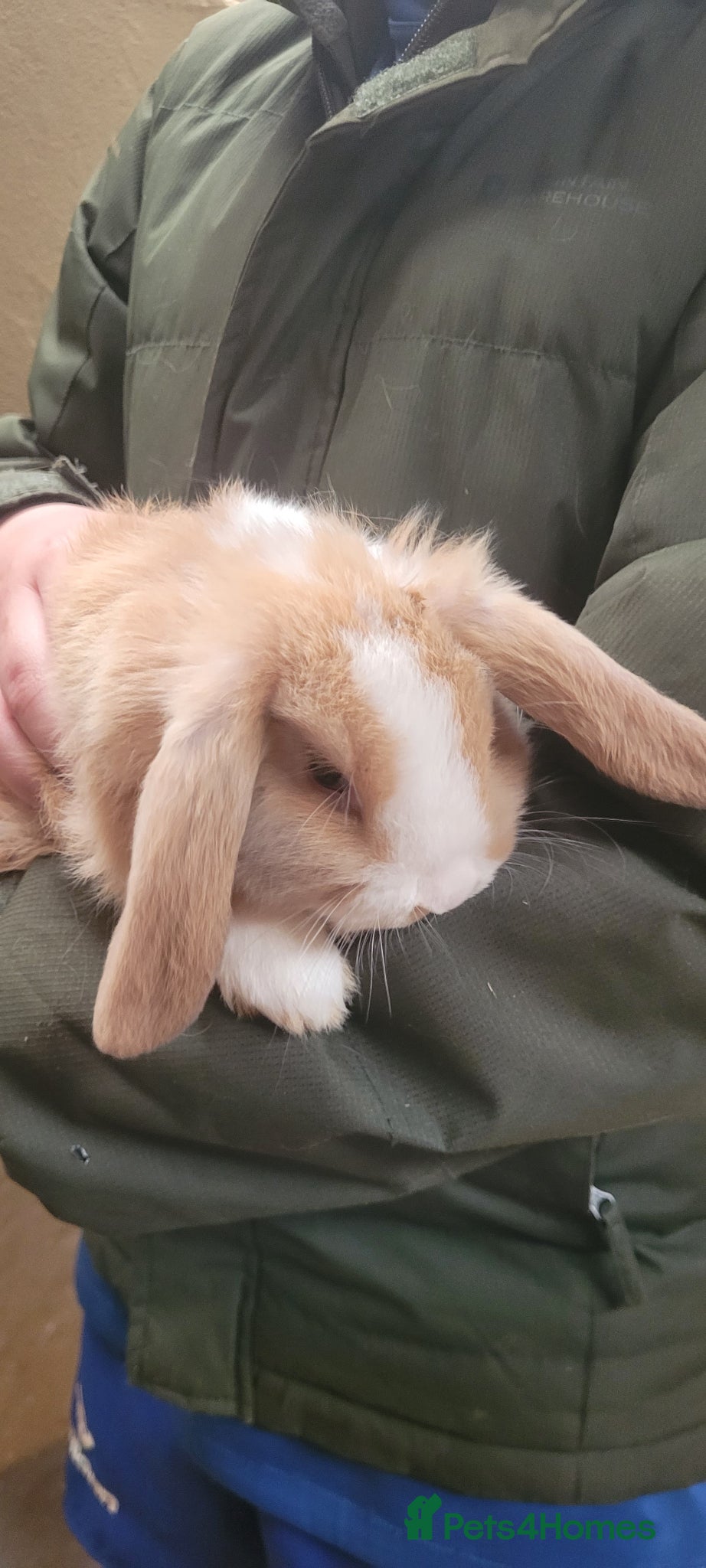 Mini Lop rabbits Baby Mini Lop Rabbits Available Now - Advert 1