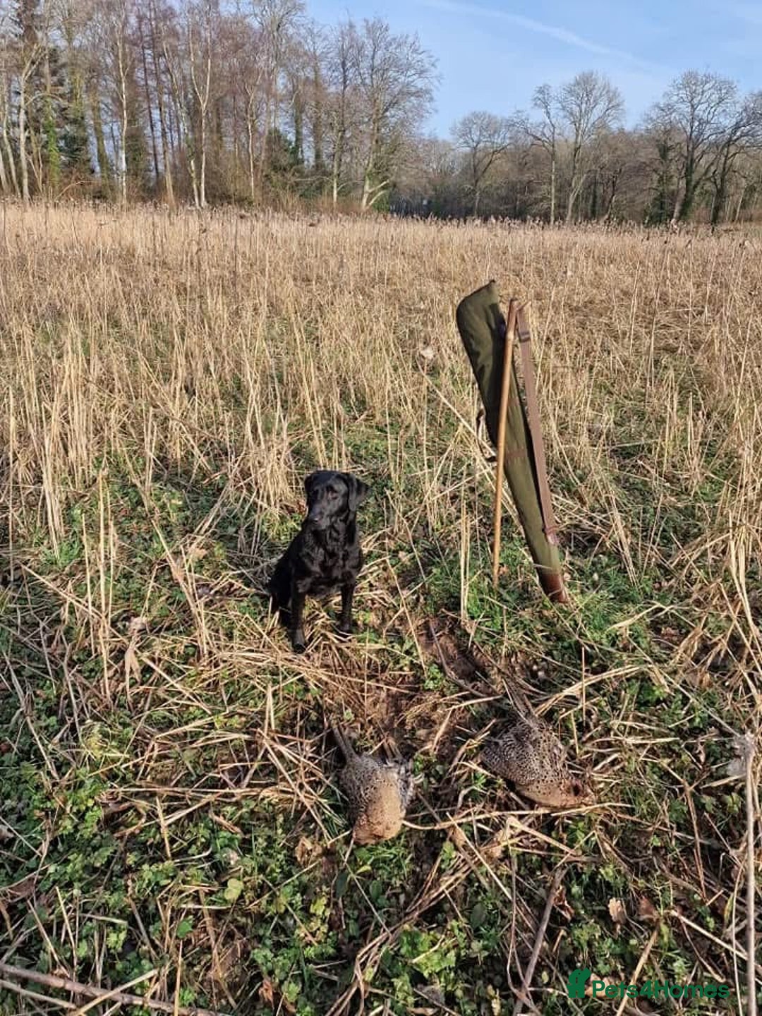 Labrador Retriever dogs for sale: KC Working Labrador Bitch - Advert 20