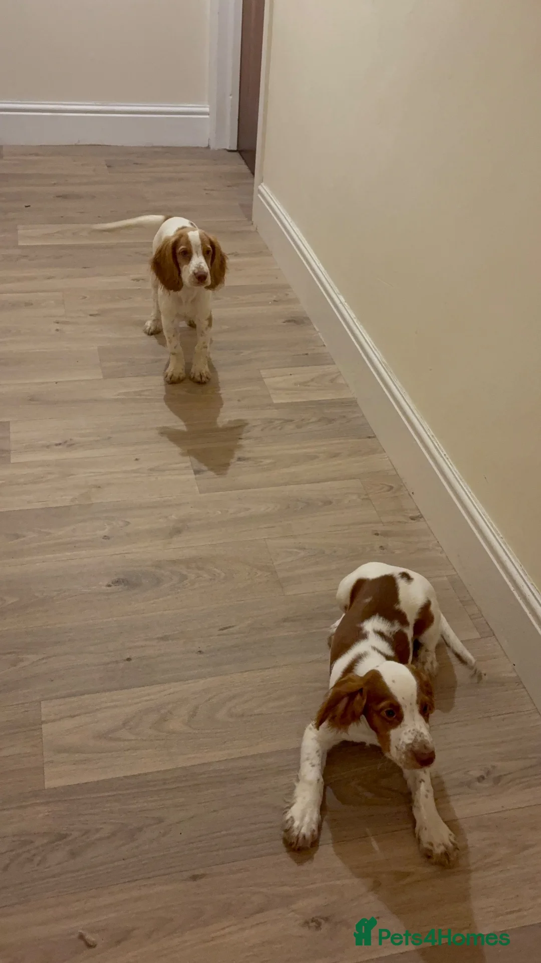 Cocker Spaniel dogs for sale: Cocker spaniels  - Advert 2