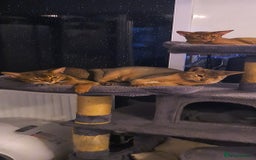 Abyssinian cats for sale: Abisinian kittens  - Image 7