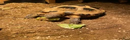 Tortoise reptiles for sale: Horsefeild Tortoise also know as russian tortoise  in Mansfield - Advert 3