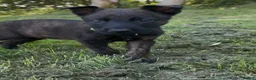 Belgian Shepherd Dog dogs for sale: BRN registered - proven breeding  - Advert 5