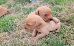 Labrador Retriever dogs for sale: Red Fox Labrador Puppies–Ready from 26th September - Image 35