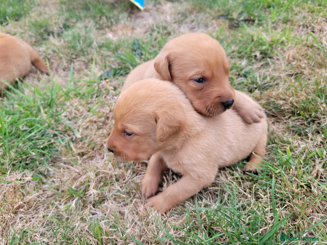 Labrador Retriever dogs for sale: Red Fox Labrador Puppies–Ready from 26th September - Image 35