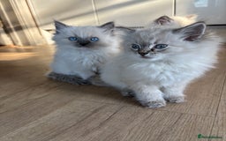 Ragdoll cats for sale: 5 Beautiful Ragdoll Kittens  - Image 31