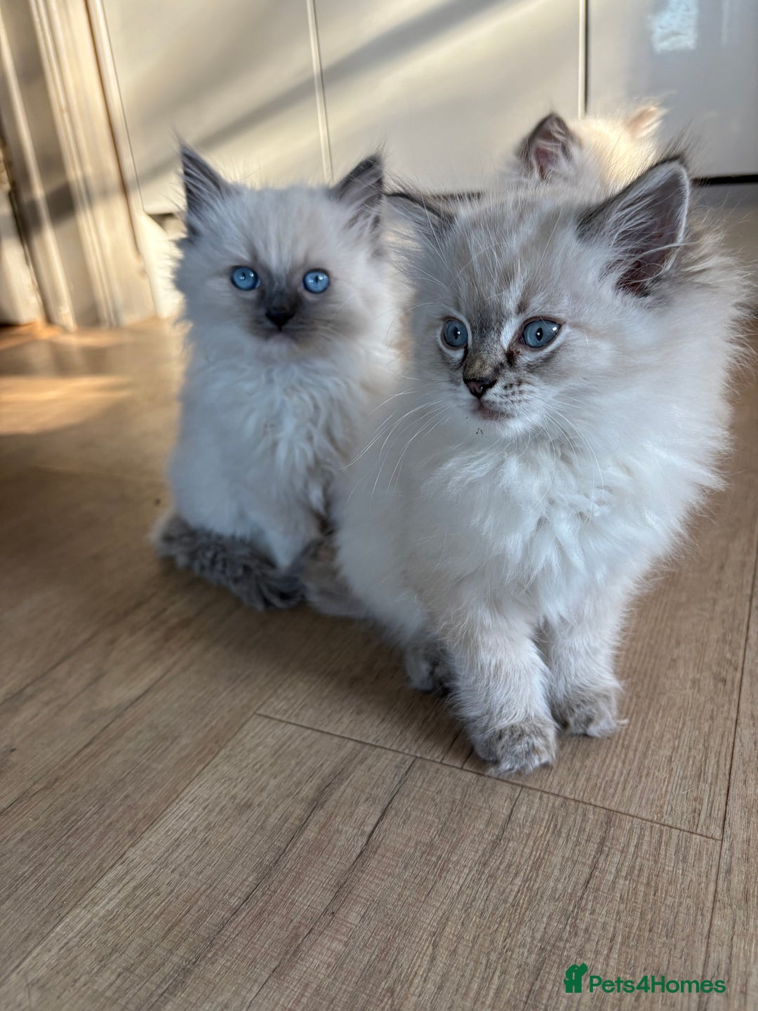 Ragdoll cats for sale: 5 Beautiful Ragdoll Kittens  - Image 31