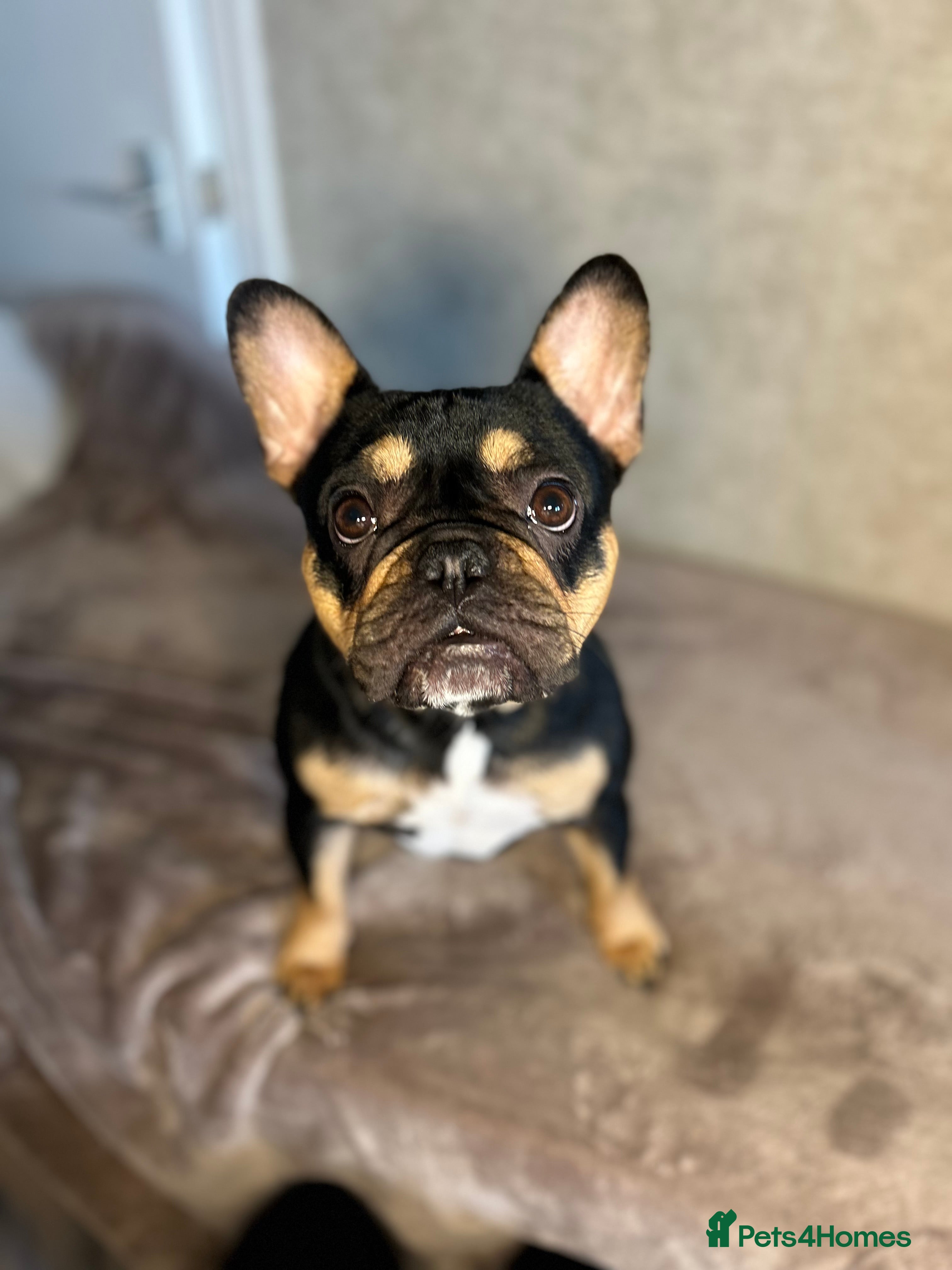 French Bulldog dogs 1 year old French bulldog for sale  - Advert 15