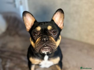 French Bulldog dogs for sale - Advert 1