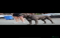 Mixed Breed dogs for sale: HUGE “TRI” MERLE CANE CORSO PUPPIES FOR SALE - Image 20