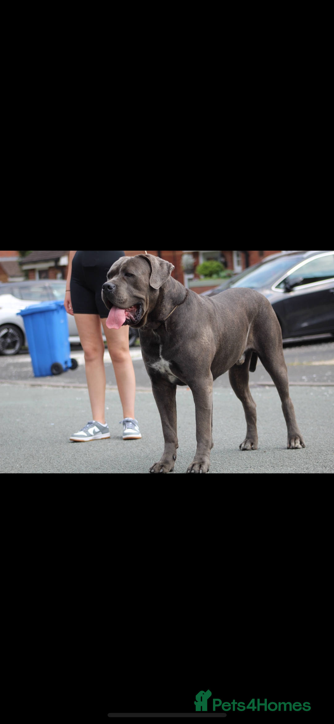 Mixed Breed dogs for sale: HUGE “TRI” MERLE CANE CORSO PUPPIES FOR SALE - Image 20