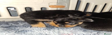 Rottweiler Puppy 1
