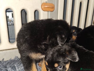 Rottweiler dogs Rottweiler puppys - Advert 1