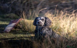 Cocker Spaniel dogs for sale: Working cocker spaniel puppies  - Image 4