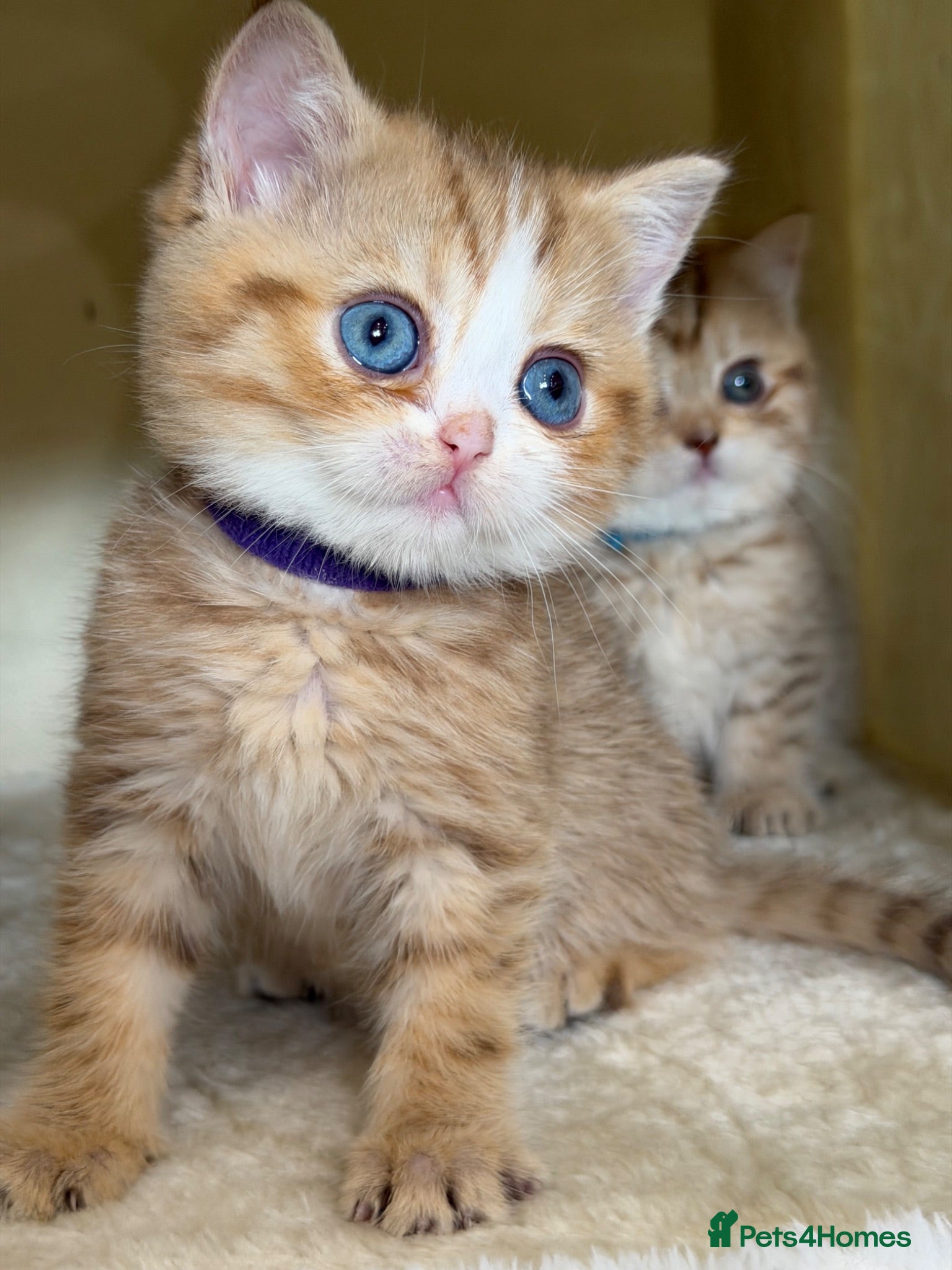 British Shorthair cats British sh odd/blue eyed adorable kittens GCCF  - Advert 11