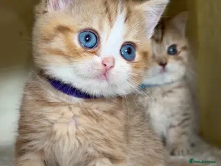 British Shorthair cats British sh odd/blue eyed adorable kittens GCCF - Advert 11