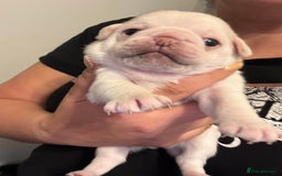 Pug dogs for sale: Beautiful Pug Puppies Male Female - Image 14
