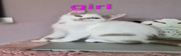 Munchkin cats for sale: Beautiful Munchkin kittens  - Advert 15