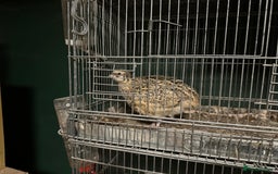 Quail poultry for sale: Quail for sale - Image 3