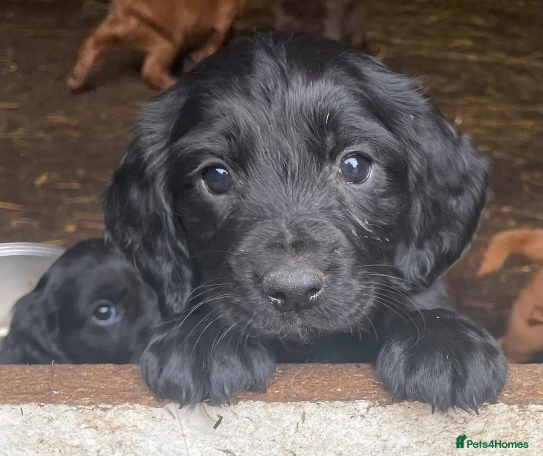 Cocker Spaniel dogs for sale: Beautiful black bitch puppy  - Advert 5