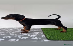 Dobermann dogs for sale: European Dobermanns - 1 Female Remaining *Reduced* - Image 9