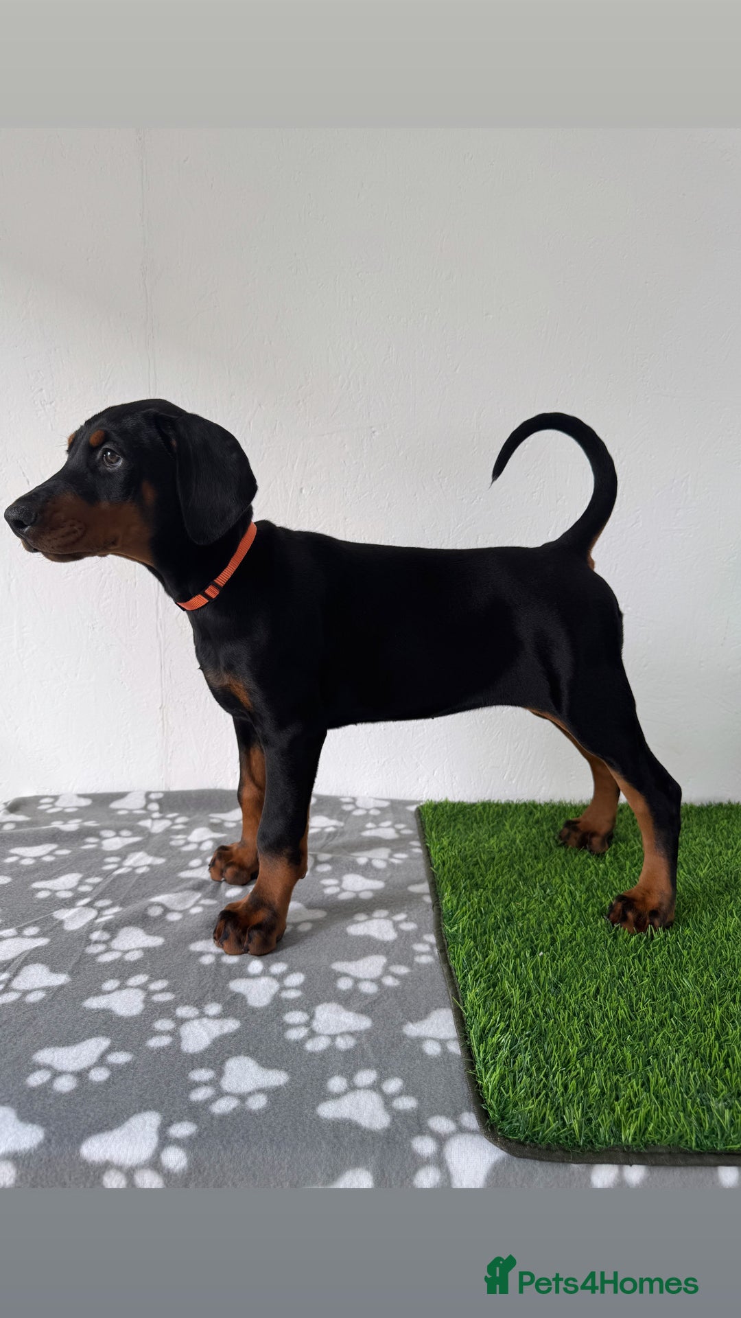 Dobermann dogs for sale: European Dobermanns - 1 Female Remaining *Reduced* - Image 9