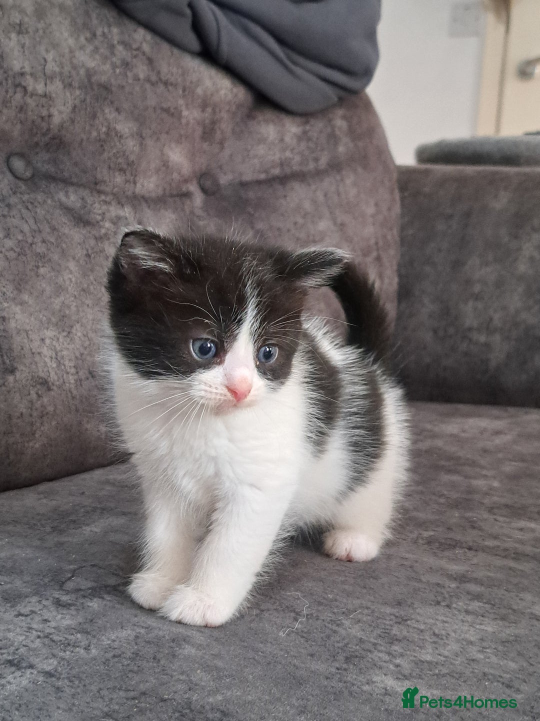 Ragdoll cats for sale: Ragdoll cross babies - Advert 5