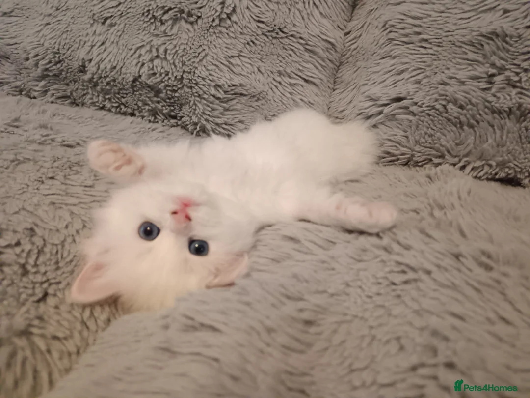 Maine Coon cats for sale: Stunning White Maine Coon kittens  in Liverpool - Advert 2