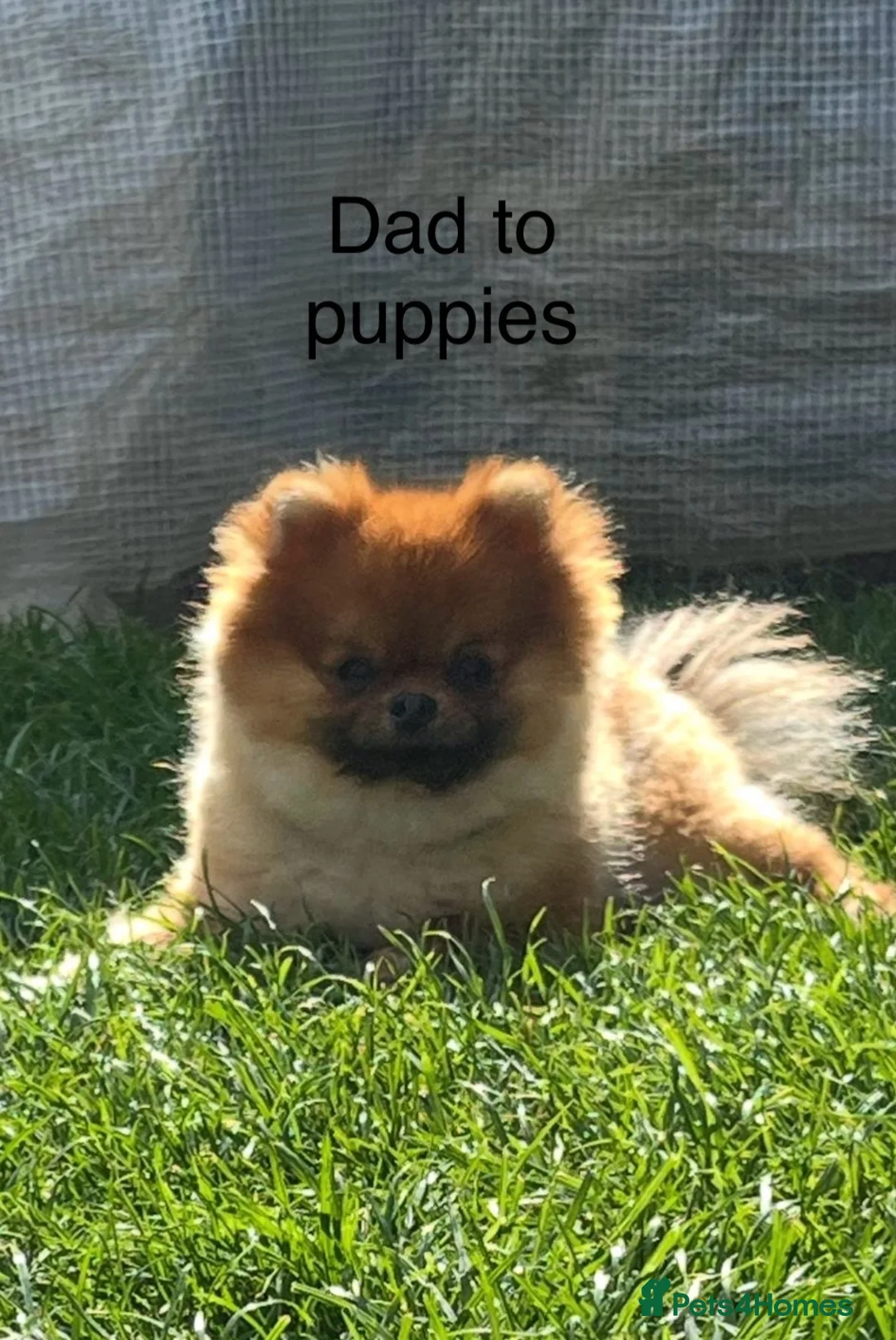 Pomeranian dogs for sale: Cheap boy Pomeranians - Advert 16