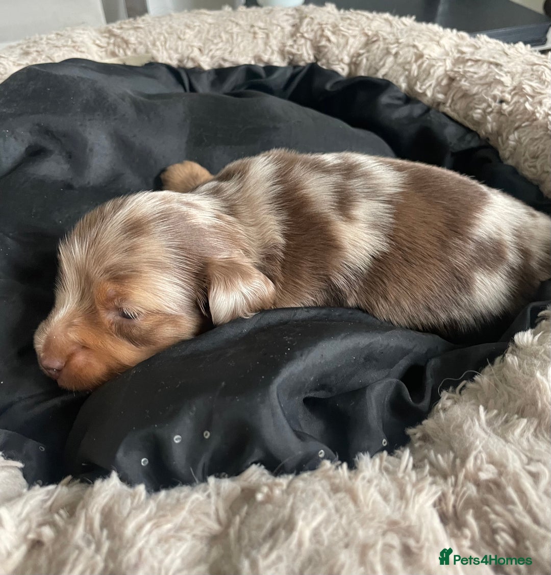 Miniature Dachshund dogs for sale: Kc reg choclate & tan dapple male dachshund  - Image 7