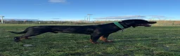 Rottweiler dogs for stud: Black Trovants Champion bloodline Rottweiler stud - Advert 3