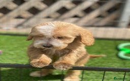 Cockapoo dogs for sale: Adorable F1 cockapoo pups NOW READY  - Image 18