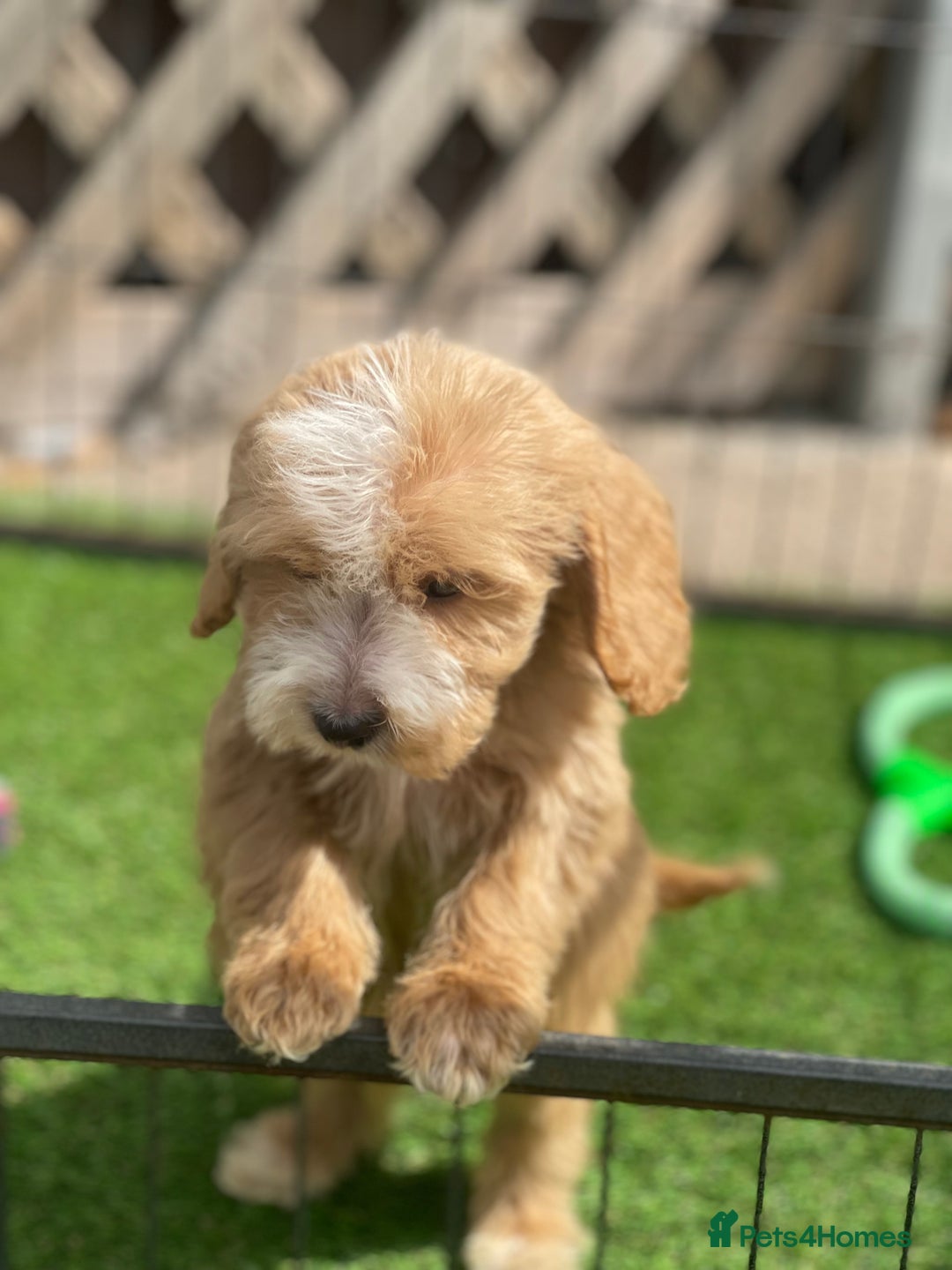 Cockapoo dogs for sale: Adorable F1 cockapoo pups NOW READY  - Image 18