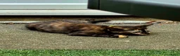 Mixed Breed cats for sale: 2 month kittens in Milton Keynes - Advert 3